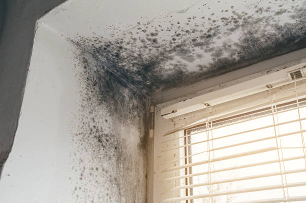 Affordable Mold Remediation solutions in Graham, NC